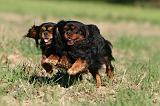 CAVALIER KING CHARLES 708